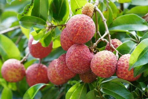 身體上火不能吃什么水果？上火不能吃的水果