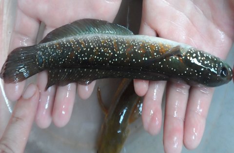 七星魚有什么營養價值？七星魚的功效與禁忌