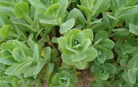 土三七吃多少導致中毒？土三七的致死量是多少？