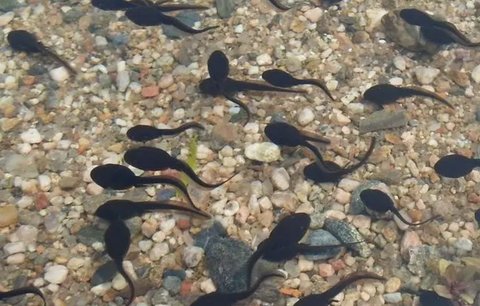 精子活力低會自愈嗎？精子活力低怎么改善？