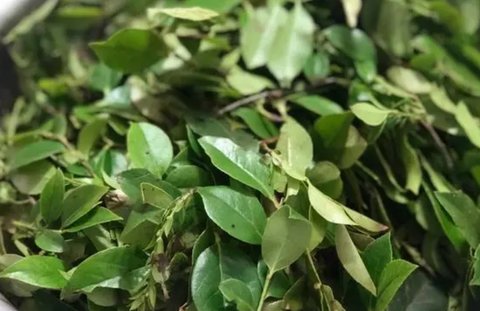 烏葉有幾種吃法和功效？烏葉的功效與作用