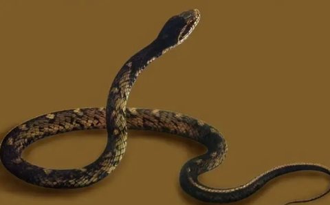 孕婦夢見蛇預示著生男生女？孕婦夢見蛇的吉祥預兆