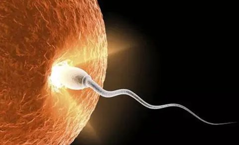 在國內做試管好還是泰國好？泰國試管和國內試管的區(qū)別