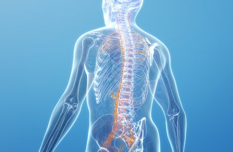 一個(gè)動(dòng)作緩解脊柱僵硬——簡(jiǎn)單有效的自我理療方法