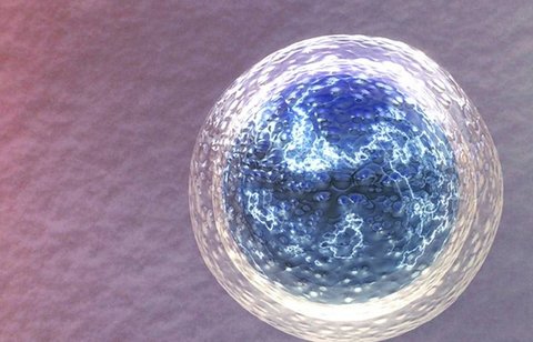 泰國凍卵與美國的區別：成本、技術和成功率的比較