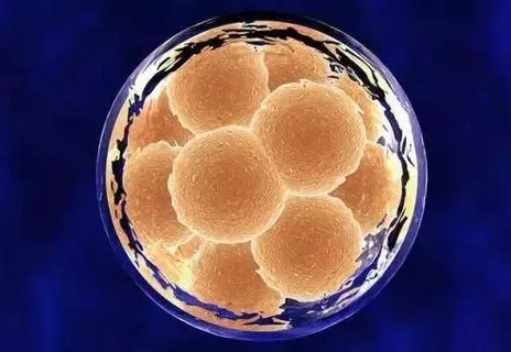 香港凍卵費用大約多少？香港凍卵醫院推薦及費用