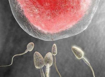 凍卵國內合法嗎？中國凍卵需要什么條件？