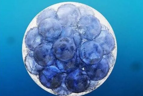 美國凍卵費用大約多少？美國凍卵的價格