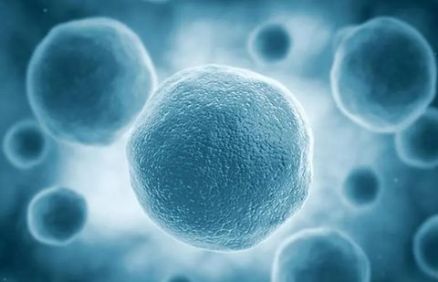 NK細胞高對懷孕有什么影響？NK細胞高對懷孕的影響