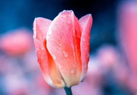 卵巢早衰導致絕經能調理過來嗎？卵巢早衰絕經調理方法