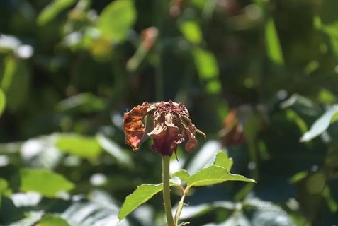卵巢早衰可以恢復卵巢功能嗎？卵巢早衰的恢復可能性