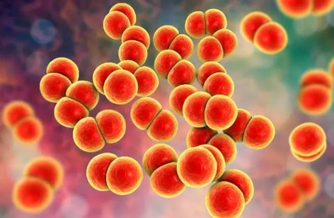 流腦發(fā)病時有什么癥狀？流腦的主要臨床表現(xiàn)