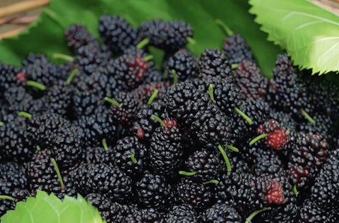 為什么吃桑葚皮膚會變好？桑葚對皮膚的作用與功效