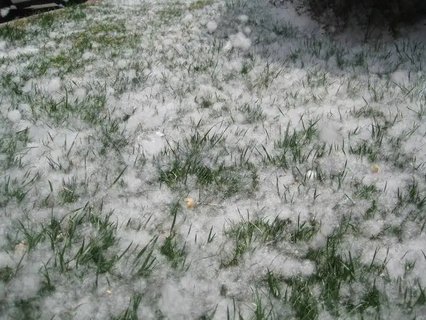 楊絮有什么作用？楊絮的作用與功效禁忌