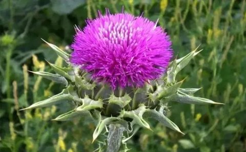 哪些人不能吃奶薊草？三種人千萬不能吃奶薊草