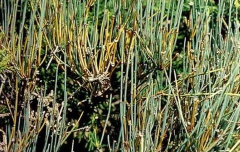 蜜麻黃對心臟有影響嗎？蜜麻黃的功效與作用