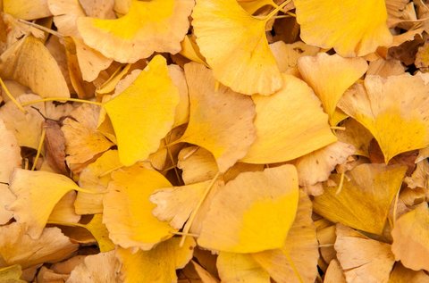 銀杏葉片對胃有影響嗎？銀杏葉片的功效與作用