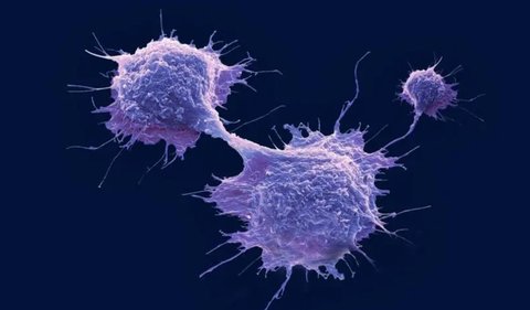 NK細(xì)胞低是什么意思？NK細(xì)胞低的危害