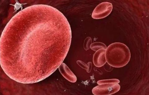 血型遺傳有什么規(guī)律嗎？血型遺傳規(guī)律表對照表