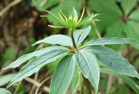 七葉一枝花功能主治什么病的？七葉一枝花主要功效作用