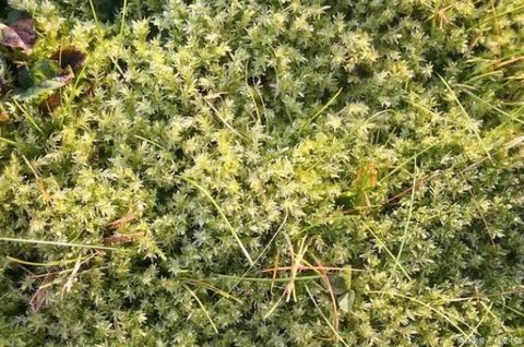 菟絲子女生可以喝嗎？女性喝菟絲子的好處和壞處