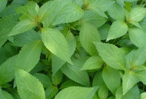 溪黃草對肝有什么作用？溪黃草對肝臟的好處與壞處