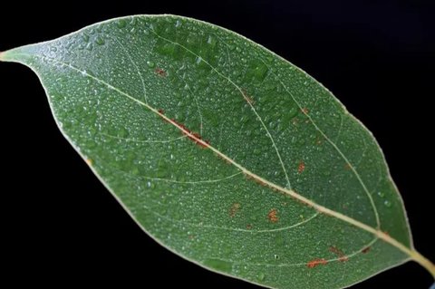 樟樹葉對人體有害嗎？樟樹葉的功效與作用