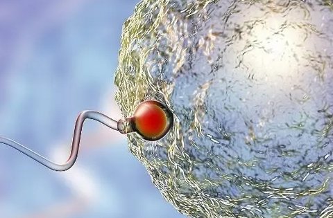 女人排卵后能在體內(nèi)存活幾天？卵子存活時(shí)間解析