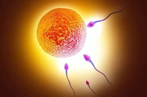 多精入卵的結果是什么？探究多精受精的影響