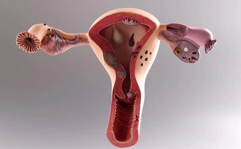 輸卵管形態迂曲但通暢：自然懷孕的可能性與建議