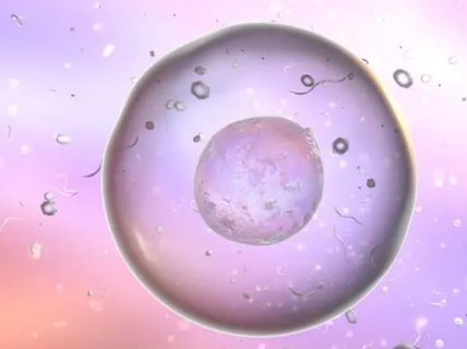 優勢卵泡在右邊，是不是在右邊受孕？