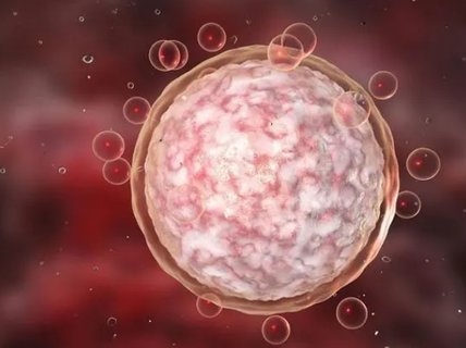 優勢卵泡變小了是排了還是萎縮了？揭開排卵的奧秘