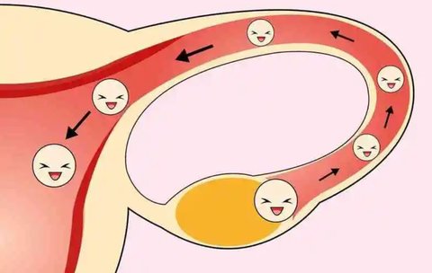 哪類人容易輸卵管堵塞？容易輸卵管堵塞的人
