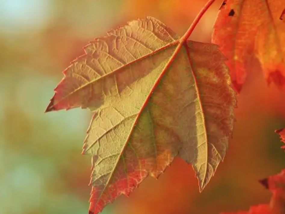 立秋后，這些養生誤區請繞行？