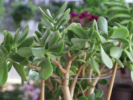 玉樹對人體有沒有危害和好處？玉樹對人體的危害