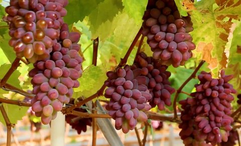 茉莉香葡萄有什么功效？茉莉香葡萄的營養價值及功效