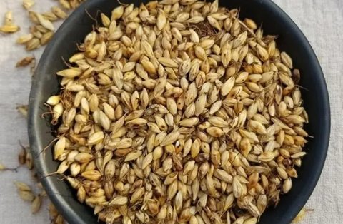 炒麥芽和生麥芽哪個回奶好？炒麥芽與生麥芽的區別