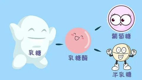 乳糖不耐受是后天形成的嗎？乳糖不耐受多數(shù)是后天所致