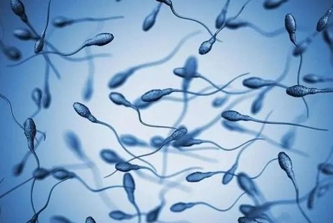 弱精成活率30可以懷孕嗎？弱精癥如何快速懷孕？