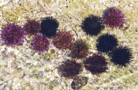 女人吃海膽有什么好處？營(yíng)養(yǎng)與健康的雙重收獲