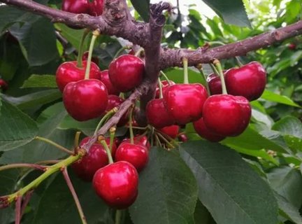 一天吃了40個(gè)車?yán)遄記]事吧？車?yán)遄拥墓πc作用