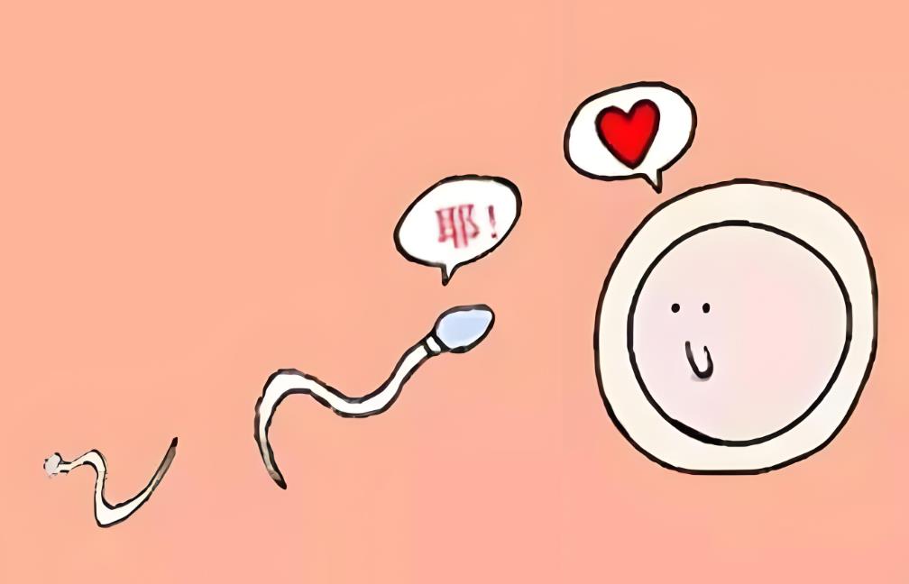 怎么調理生男寶幾率大,生男寶的秘訣和技巧