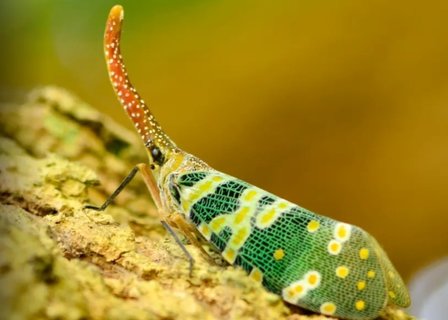 龍眼雞有什么作用與功效？龍眼雞的藥用價值和功效