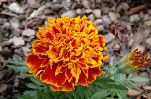 什么殺蚊子效果最好？高效驅蚊方法大盤點