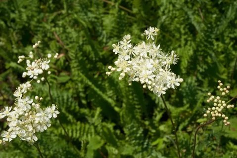 百草陰舒霜有什么功效與作用？百草陰舒霜功效和作用