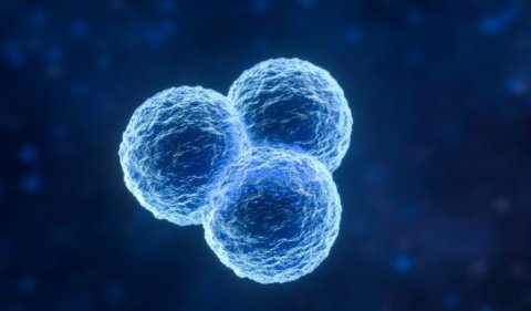 試管嬰兒最好的胚胎是什么級別？胚胎評級標準