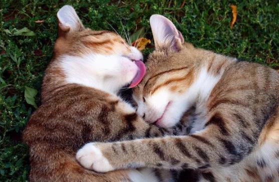 貓咪親近 貓咪親近