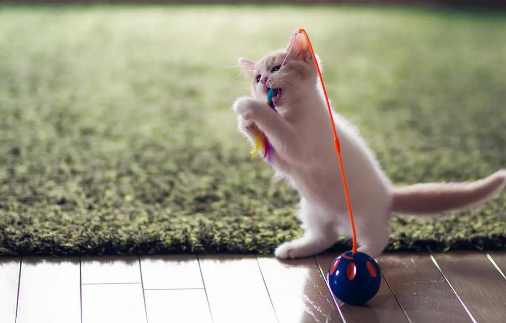 貓咪玩耍 貓咪玩耍