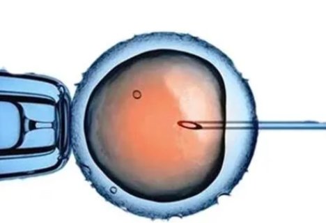 鮮胚與凍胚移植：揭秘哪個成功率更高？