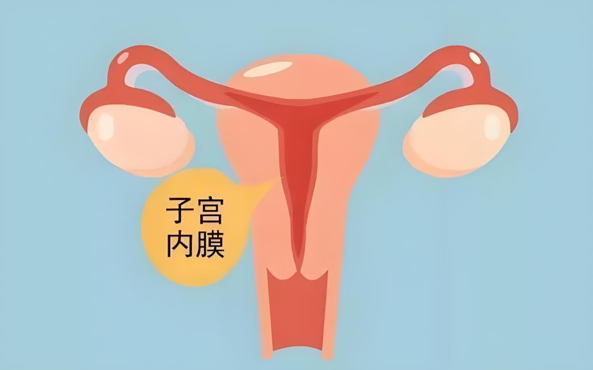 子宮內膜怎么調理才會變厚,子宮內膜薄吃什么食物調理